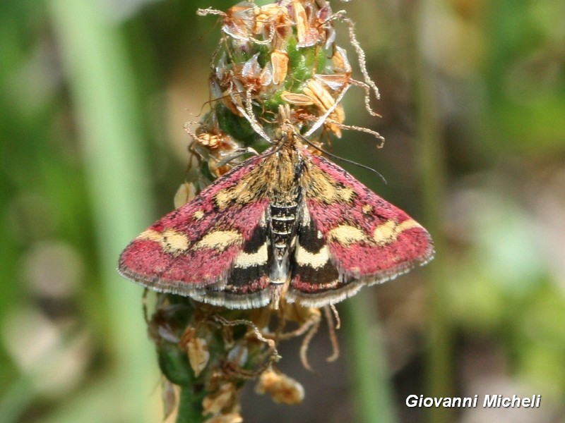 Pyrausta aurata? No, purpuralis